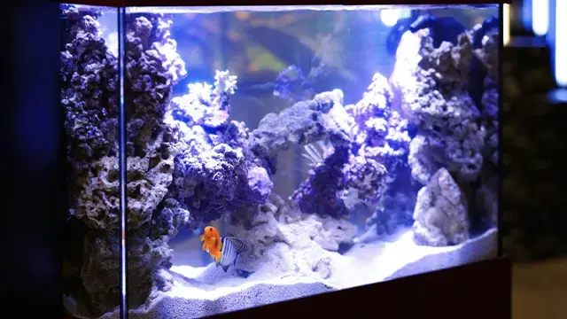 Aquarium