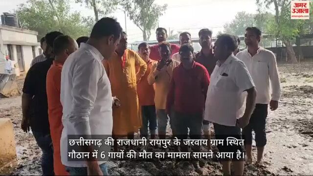 VIDEO : CG: 'भूख-प्यास से 6 गायों की मौत'; पूर्व मंत्री राजेश मूणत ने किया निरीक्षण, कहा- कांग्रेस नेता हैं गौठान के प्रबंधक