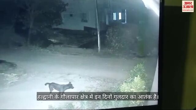 VIDEO : Guldar Terror: गुलदार के आतंक से पहाड़ से मैदान तक परेशान लोग, सीसीटीवी में कैद चहलकदमी