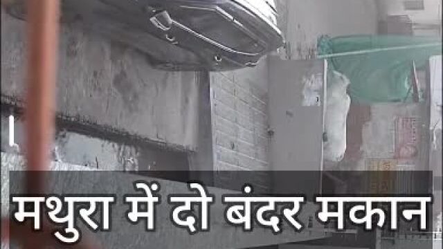 VIDEO : मथुरा में जर्जर मकान की दीवार पर लड़ रहे थे बंदर, अचानक भरभराकर गिरा; बच्ची सहित चार लोग घायल