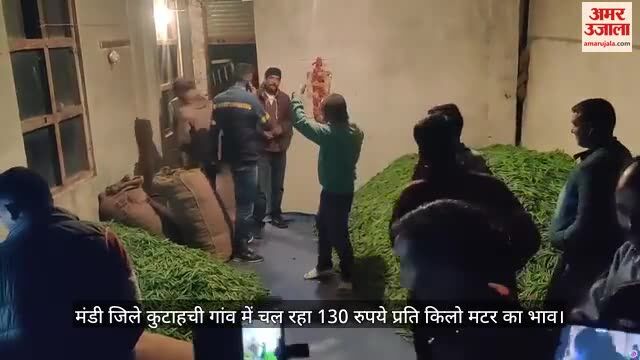 VIDEO : कुटाहची गांव में चल रहा 130 रुपये प्रति किलो मटर का भाव
