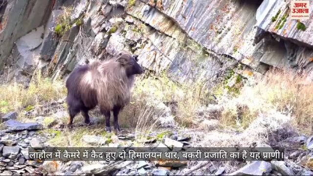 VIDEO : लाहौल में कैमरे में कैद हुए दो हिमालयन थार, बकरी प्रजाति का है यह प्राणी