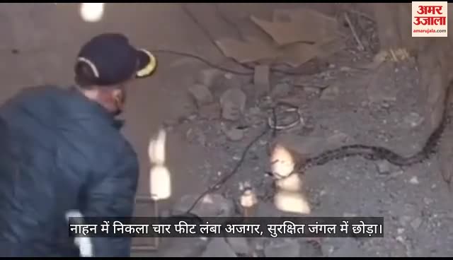 VIDEO : Python Rescued In Nahan in Sirmour Himachal Pradesh